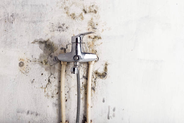 Best Mold Removal Process  in Delta, UT