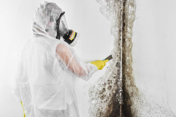 Best Fast Mold Removal  in Delta, UT