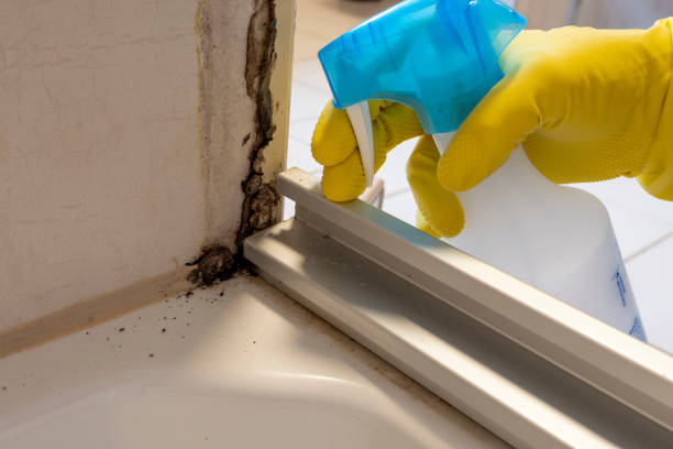 Best Residential Mold Removal  in Delta, UT