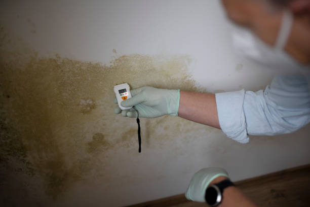 Best Black Mold Removal  in Delta, UT
