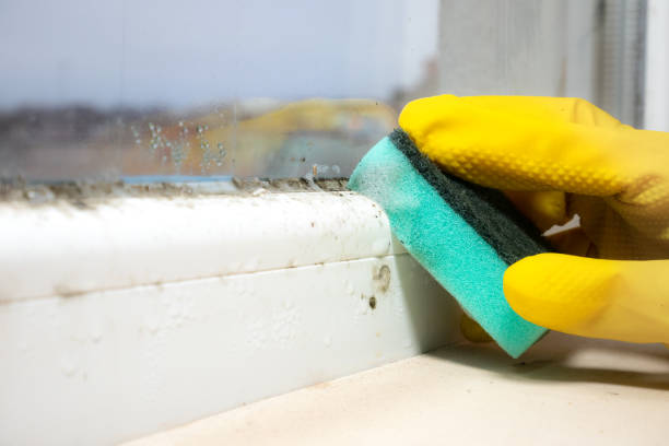 Best Mold Cleaning Services  in Delta, UT