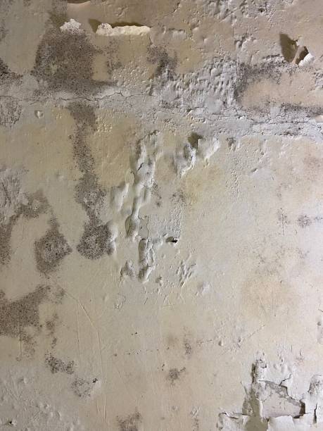 Best Local Mold Removal Service  in Delta, UT