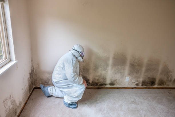 Best Mold Removal Specialists  in Delta, UT