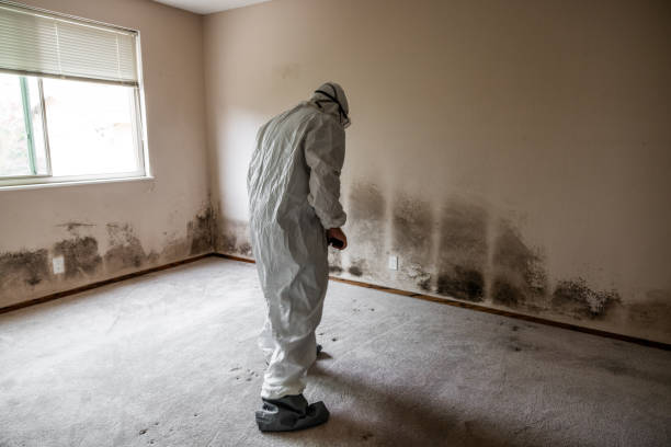 Best Office Mold Removal Services  in Delta, UT