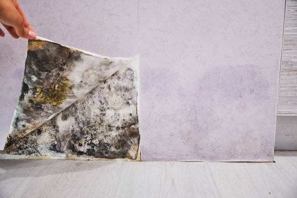 Home Mold Removal in Delta, UT
